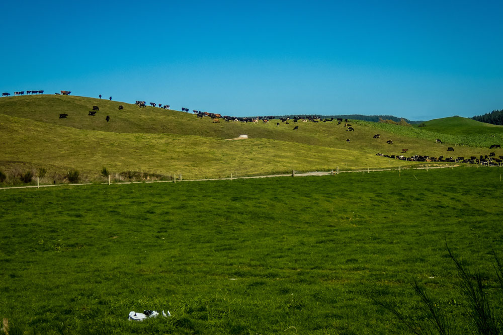 New Zealand